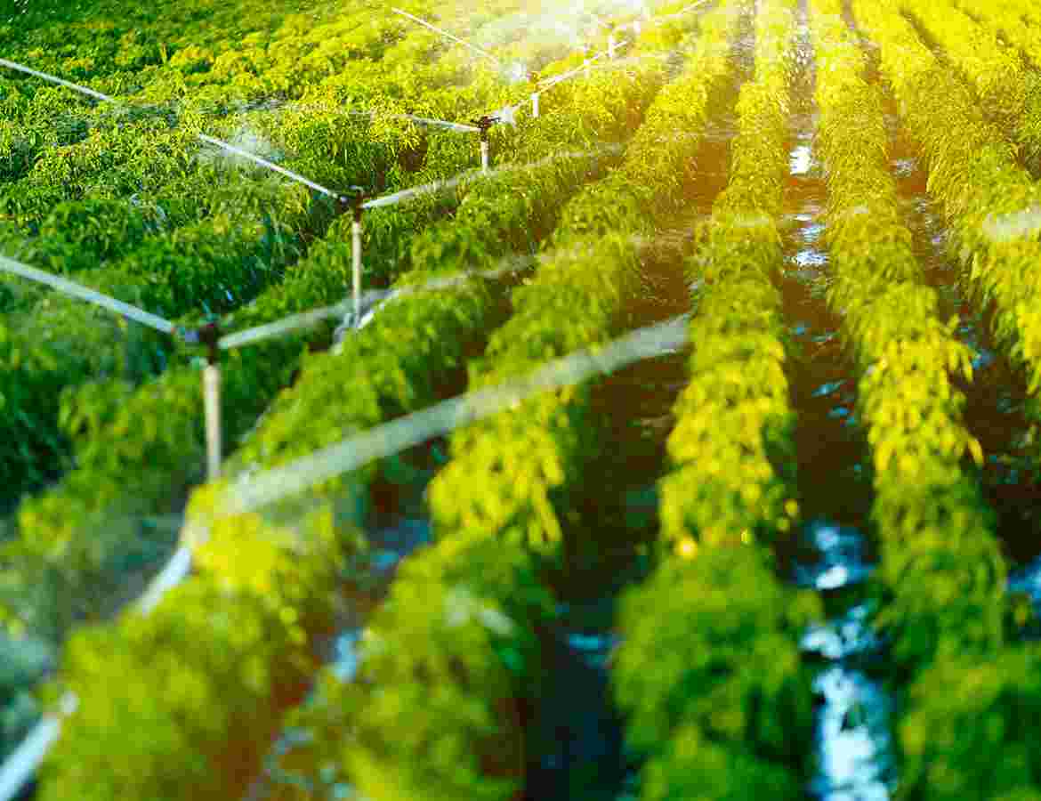 Tea Garden
