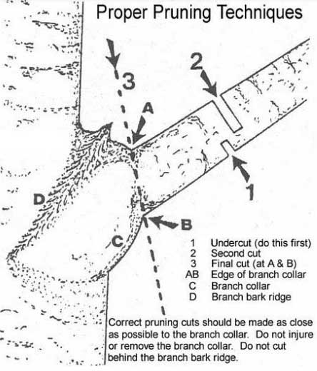 tree care