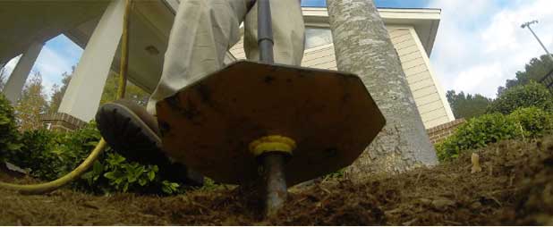tree care