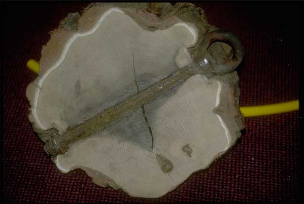 tree care